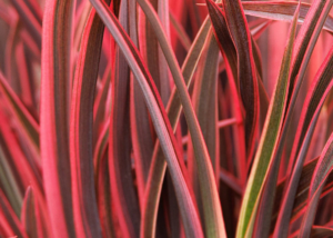 Petite Indigo® Ruby New Zealand Flax