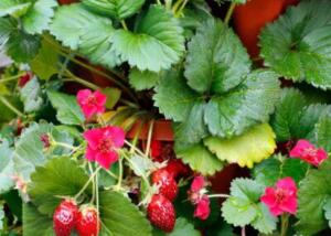 PRETTY, TASTY™ ‘Ruby’ Strawberry