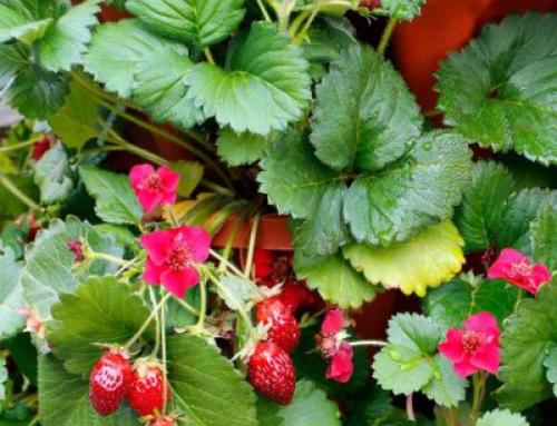 PRETTY, TASTY™ ‘Ruby’ Strawberry