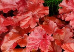 GRANDE™ ‘Carnelian’ Alum Root