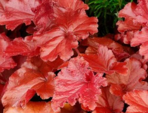 GRANDE™ ‘Carnelian’ Alum Root