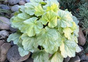 ‘Sea Glass’ Coral Bells