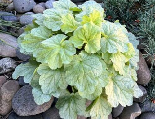 ‘Sea Glass’ Coral Bells