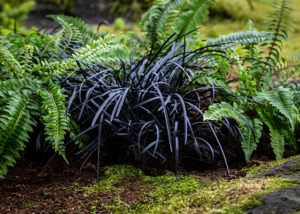 Inky Whiskers™ Black Mondo Grass