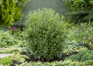 Sofia® Cherry Laurel