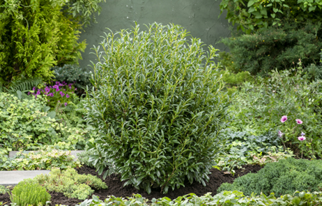 Sofia® Cherry Laurel
