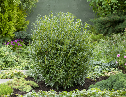 Sofia® Cherry Laurel