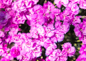 Temptress™ Dianthus