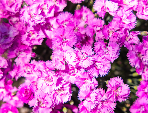 Temptress™ Dianthus