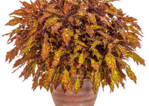 Coleus ColorBlaze® Pepper Flakes™