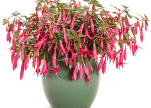 Fuchsia Sun Pendants™ Hot Pink