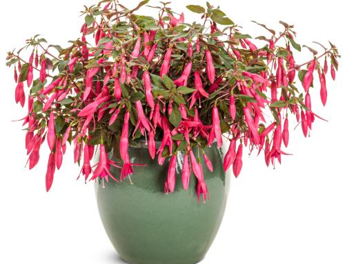 Fuchsia Sun Pendants™ Hot Pink