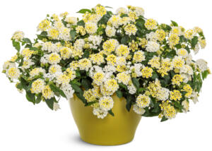 Lantana Luscious® Vanilla Breeze™