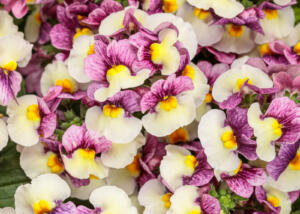 Nemesia Aromance® Plum Honey