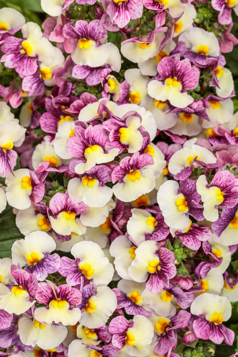 Nemesia Aromance® Plum Honey