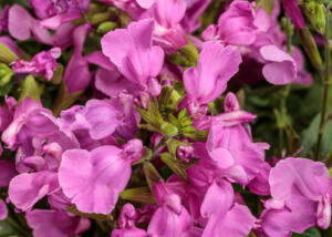 Salvia OutShine™ Orchid PPAF