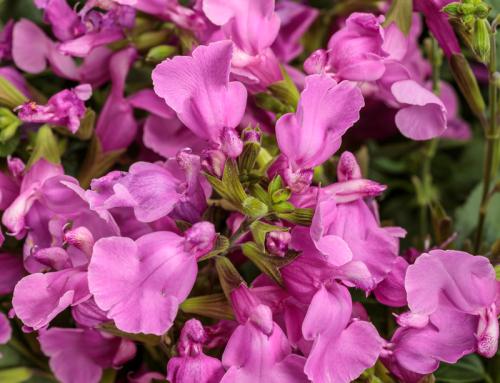 Salvia OutShine™ Orchid PPAF
