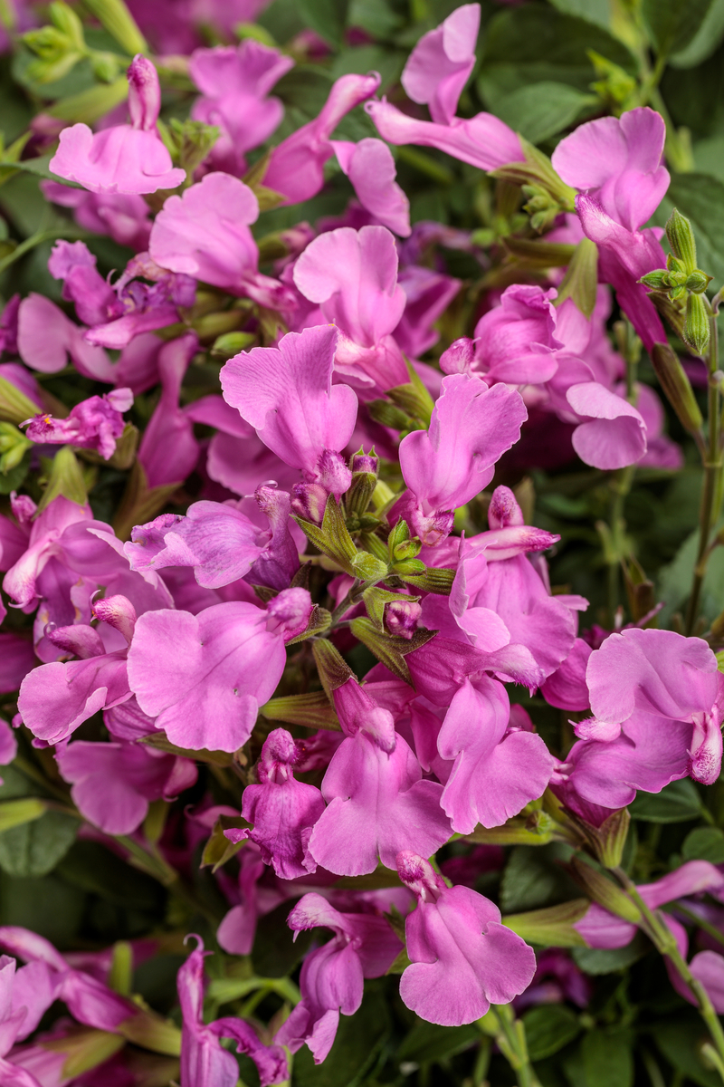 Salvia OutShine™ Orchid PPAF